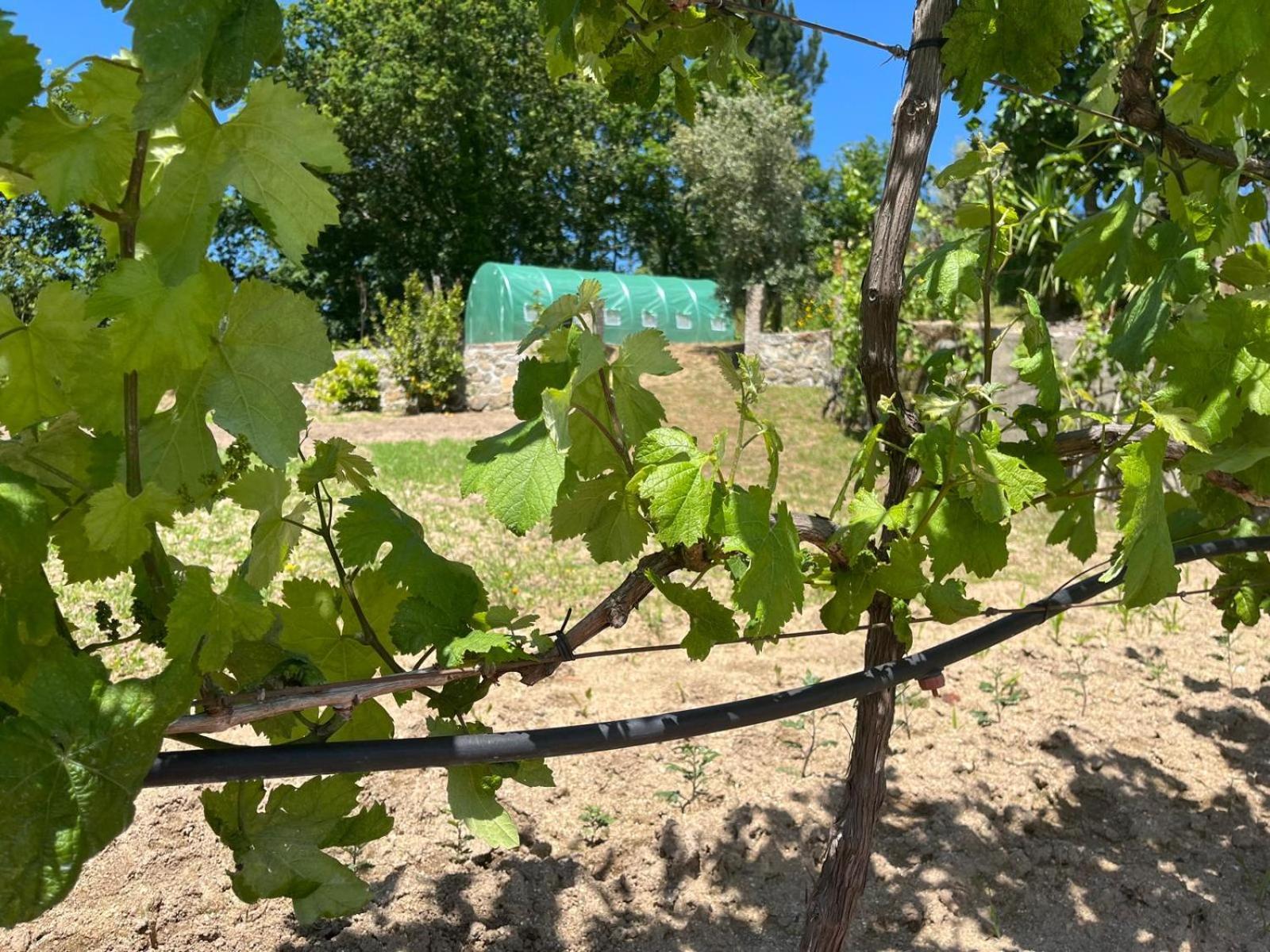 Crasto Payva Douro Nature